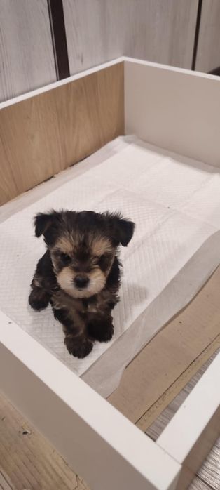 Йоркширски териер