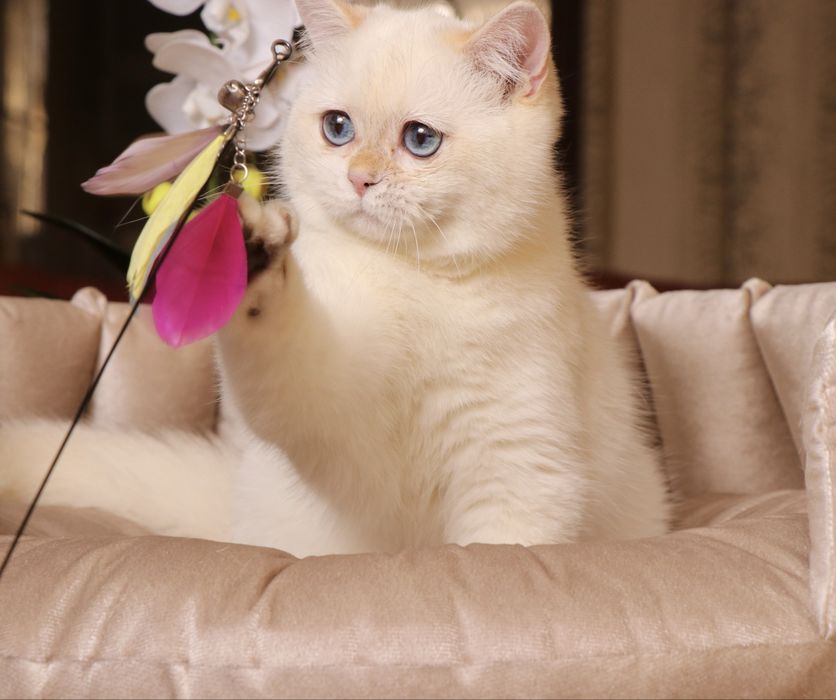 Британская шиншилла