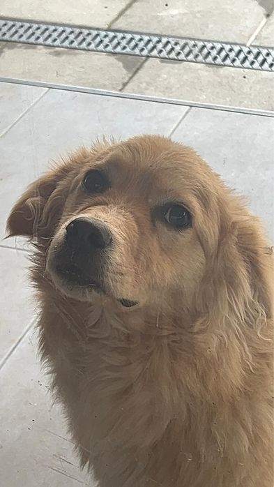 Ofer spre adoptie catel