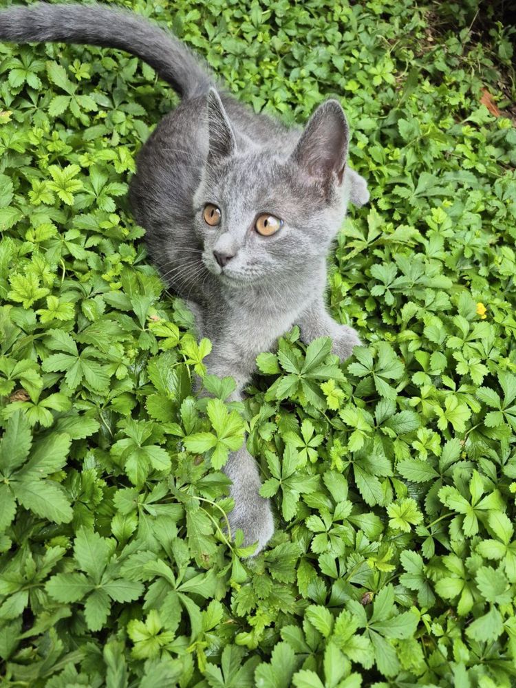 Отдаем котят и маму. Mushuklarni va onasini bervoramiz.