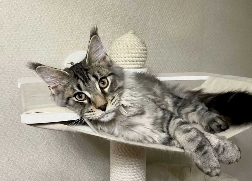 Котенок мейн-кун