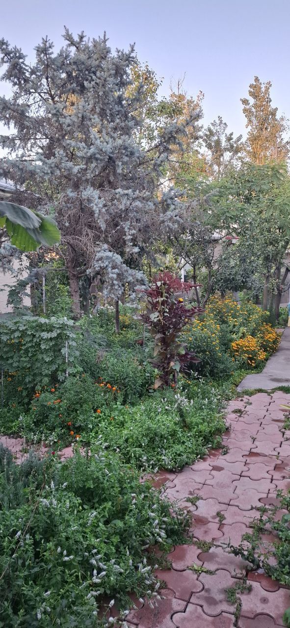 Мирзо улугбекский район парк Узбекистан