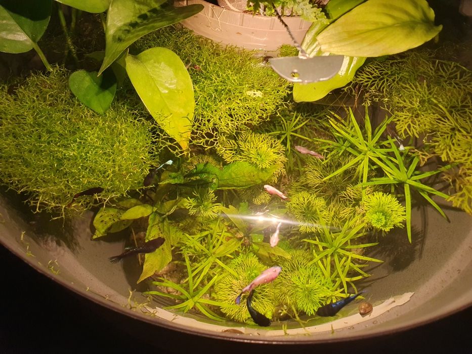 Acvariu ghiveci cu betta