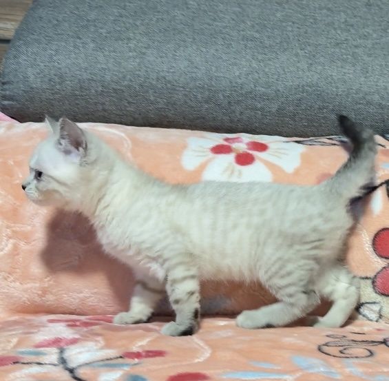 Британска късокосместа момче