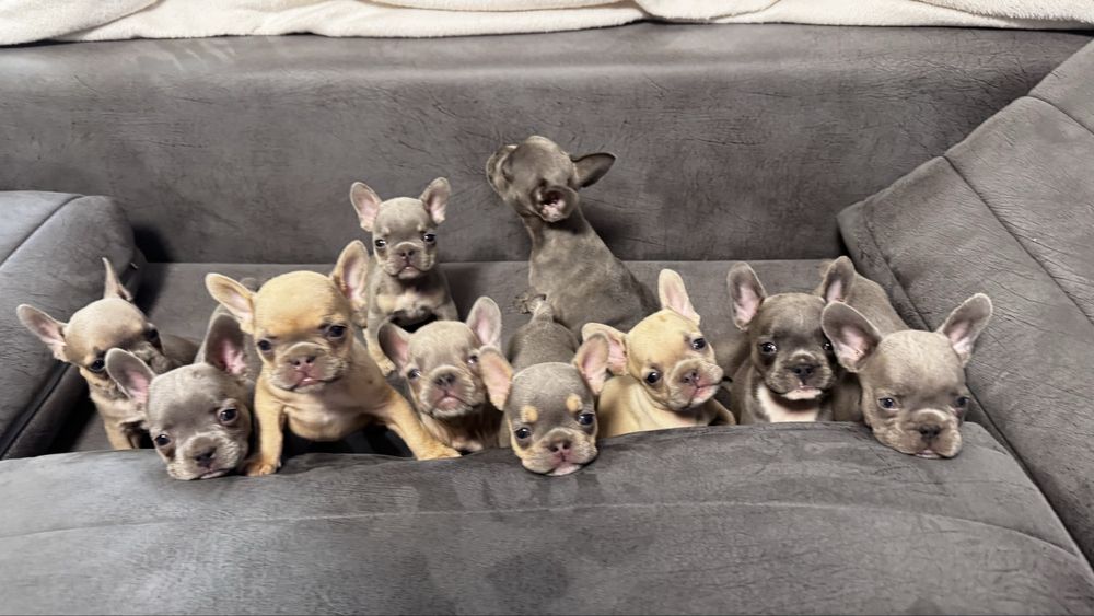 Френски булдог / Frenchie