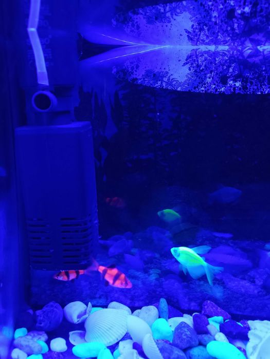 Рыбы разноцветные