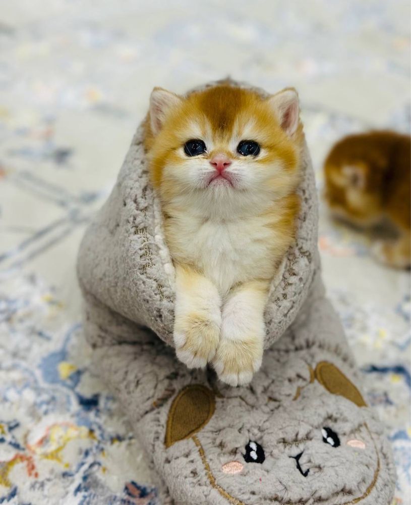 Кот на  вязку привазной кот  на вязку
