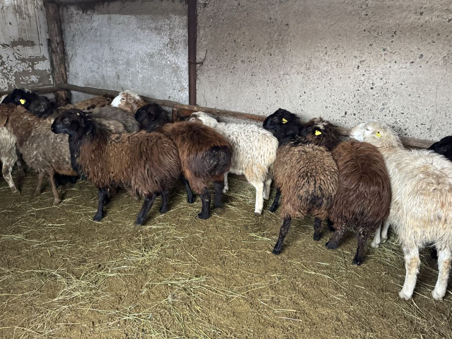 Продам жирных баран