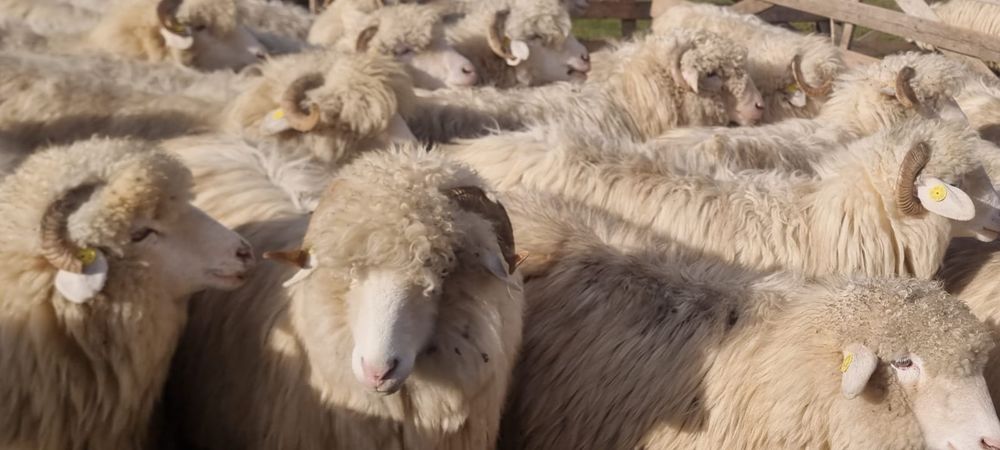 40 de oi bale tinere