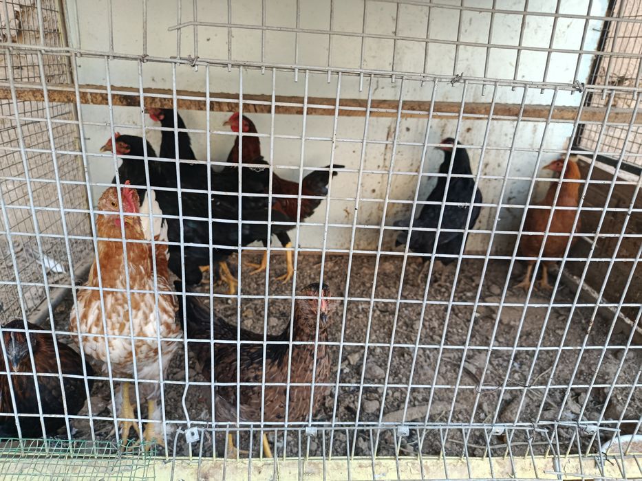 10 дона товук хораз