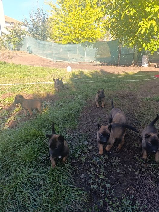 Чистокръвни малки белгийски овчарки Малинуа малионис