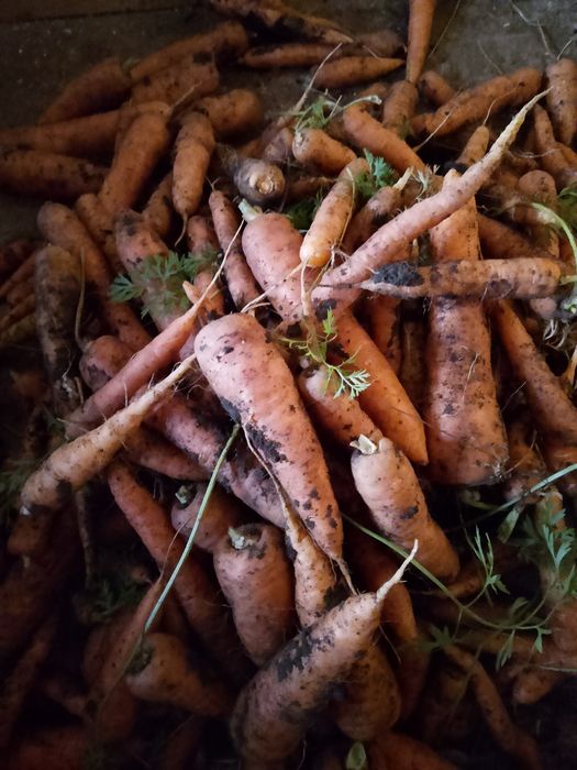 Продам морковь срочно