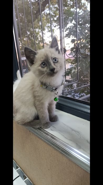 Сиамские и Турецкая ангора