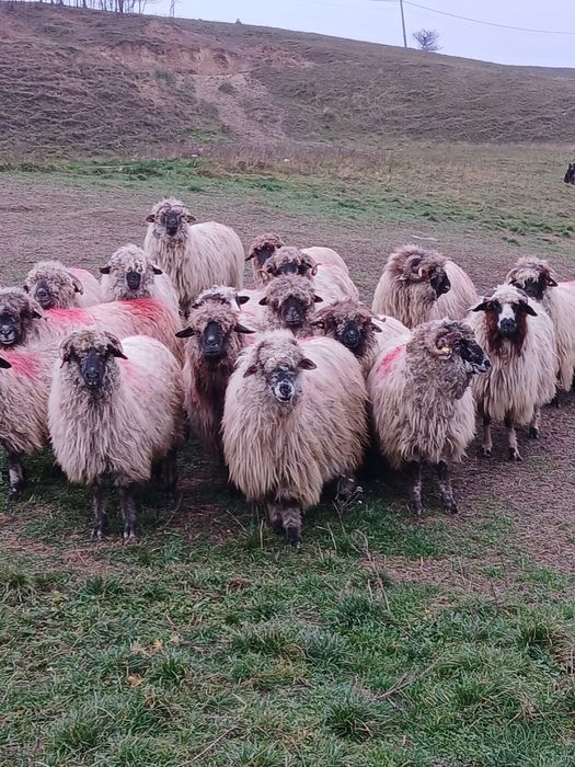 Vând lot 17 oi frumoase