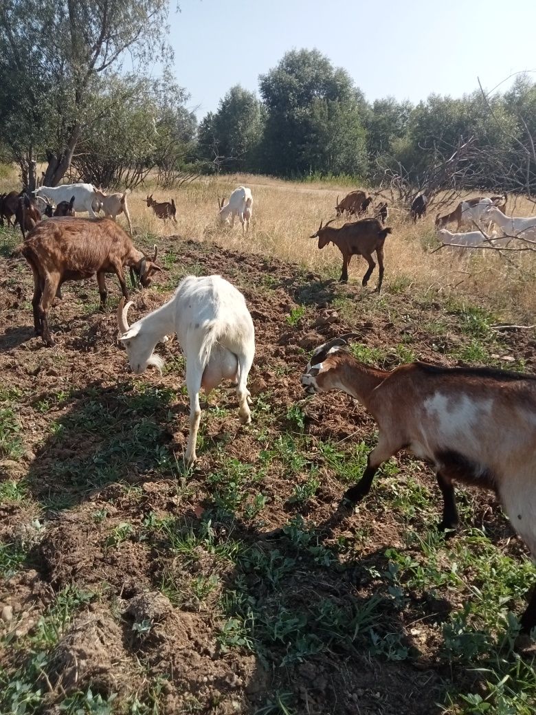 Capre și ieduțe alpin, sanen, metis nubian