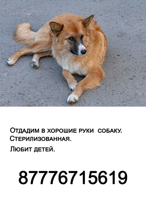 Отдадим в хорошие заботливые руки собак(стерилизованных).