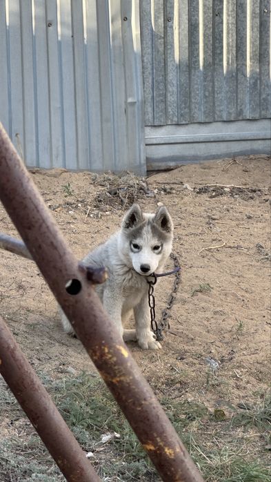 Продам щенка хаски