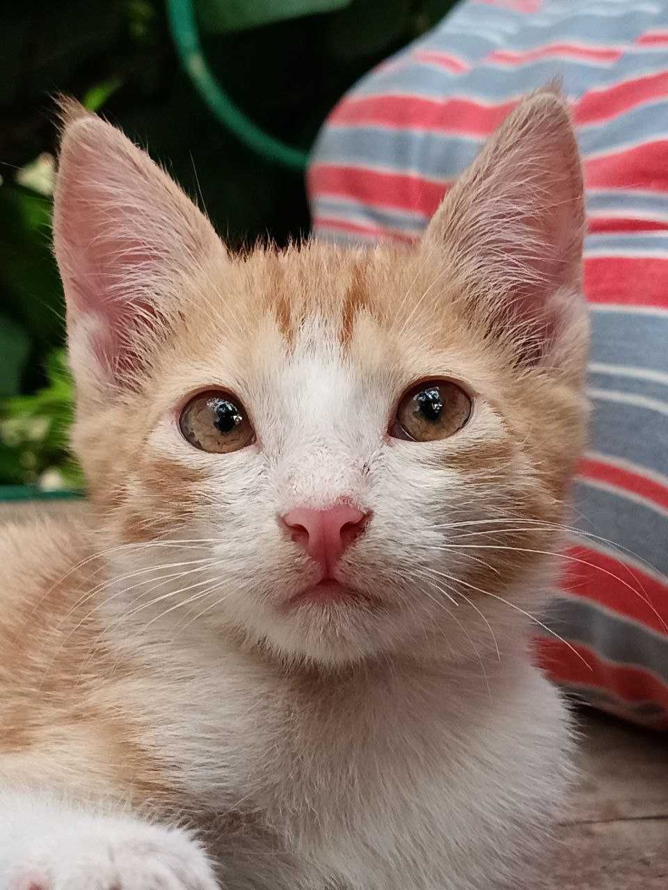 ищем дом котёнку