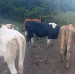 Se vind urgent animalele din imagine pt detali contactati ne