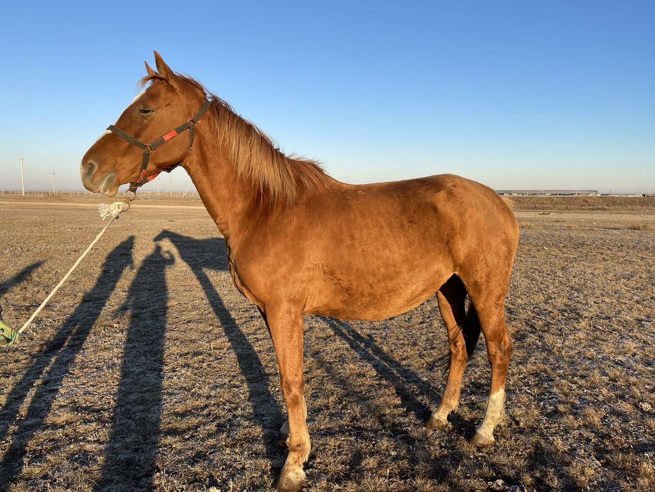 Англиская чистокровная продам лошадь
