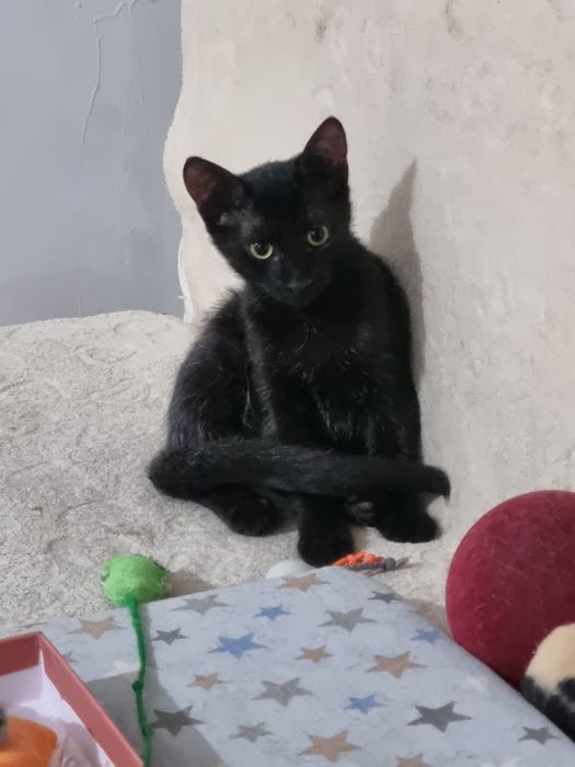 Pui de pisica,pisicuta de adoptat,puiut de pisica pentru adoptie,pisi