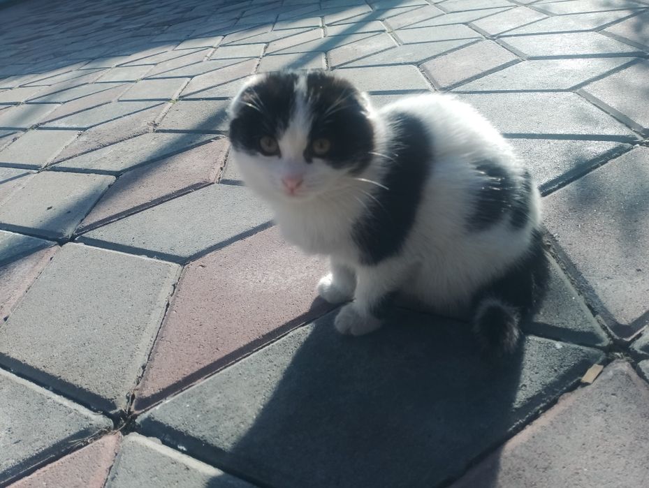 Котенок даром девочка