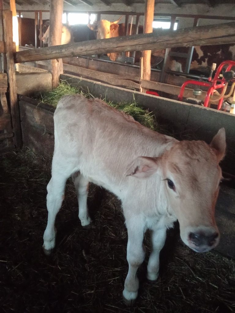 Vând vițel Brun Maramureș