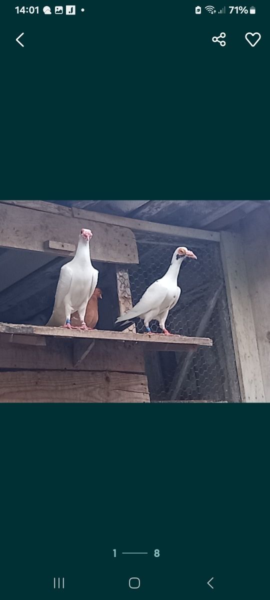Vând Porumbei de diferite rase