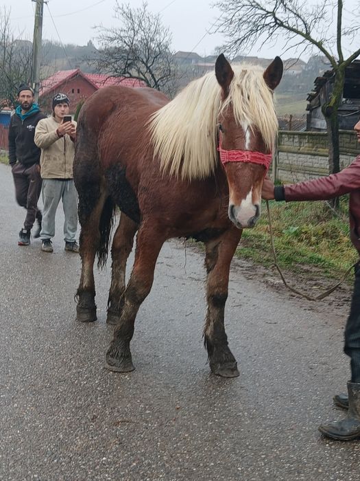 Vand mnz de un an si sane luni
