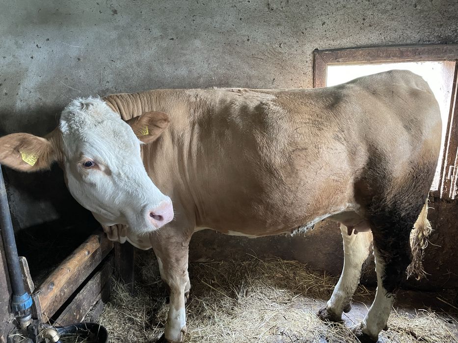 Vand juninca în varsta de 2 ani, gestanta in 8 luni