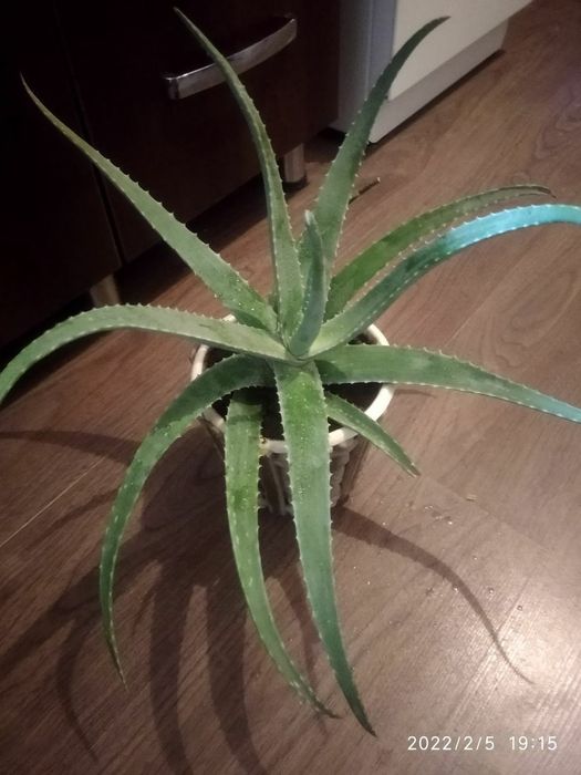 Цветы вомнатные домашние