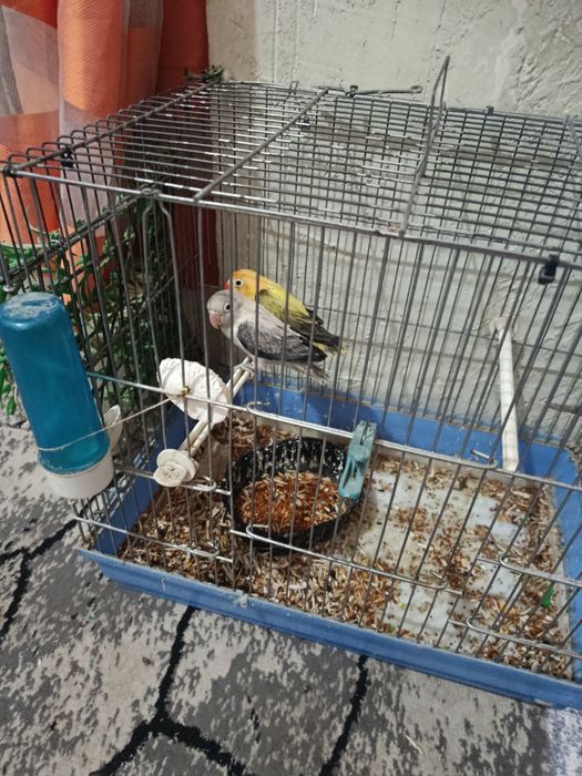 Тоти куш сотилади.