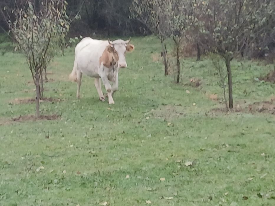 Vând vaca cu vițea preț negociabil