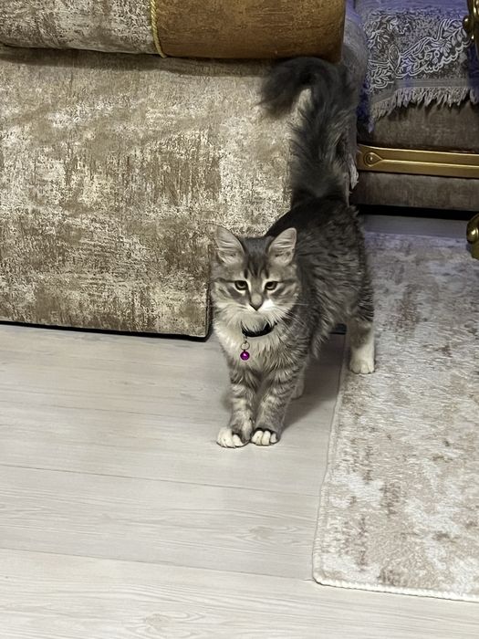 продава се котка