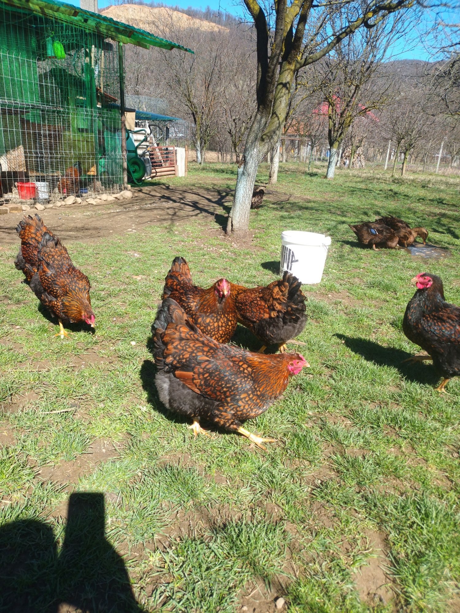Pui și familie găini Wiandotte