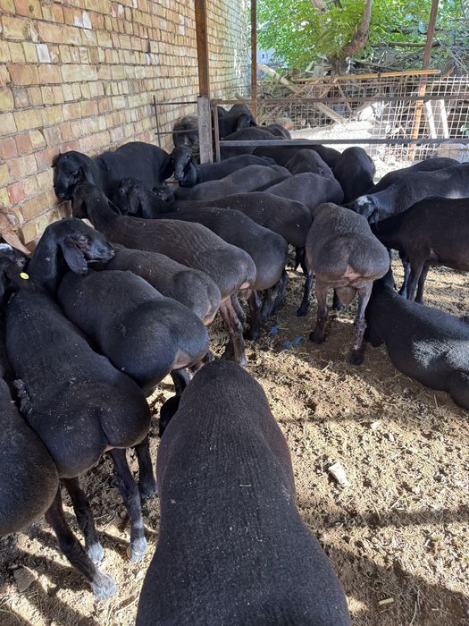 Qoʻylar Qoy sotiladi