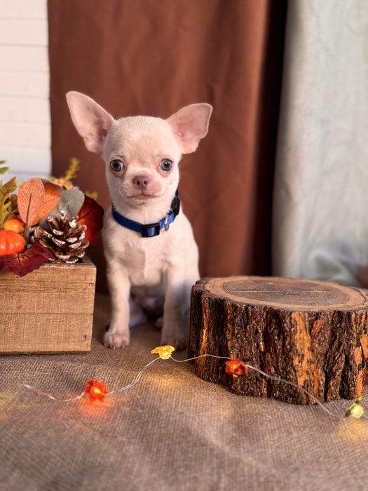 Продается щенок чихуахуа