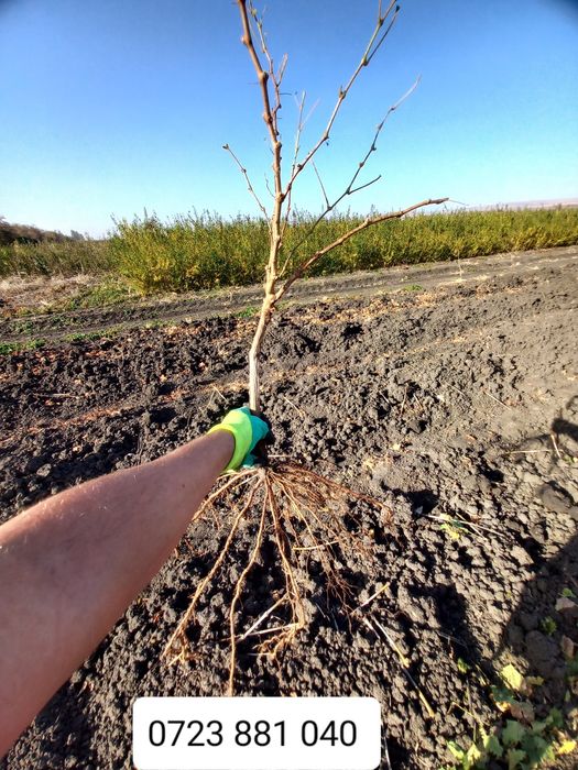 Butasi vita de vie și pomi fructiferi