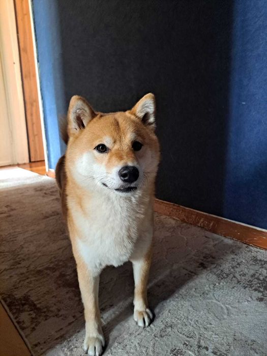 Отдам собаку Сиба Ину