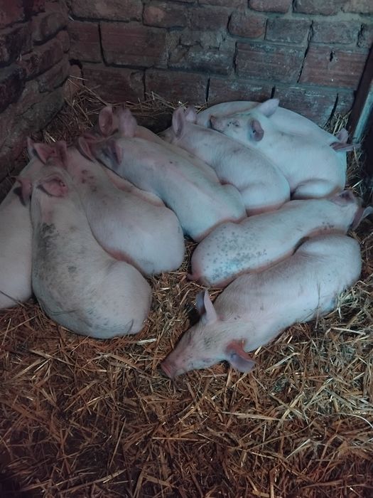 Валентин 1234567