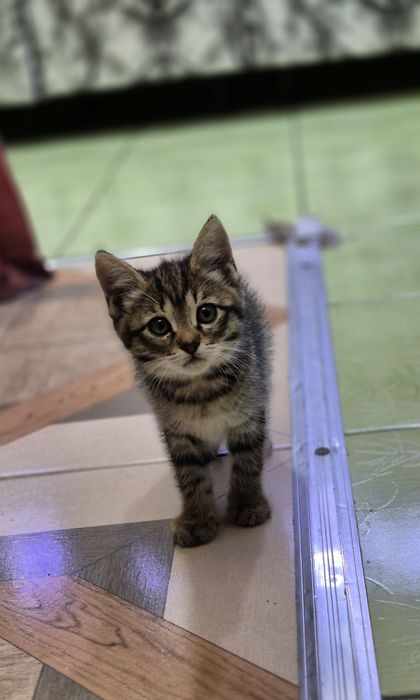 Отдам котят. Умные, к лотку приучены.