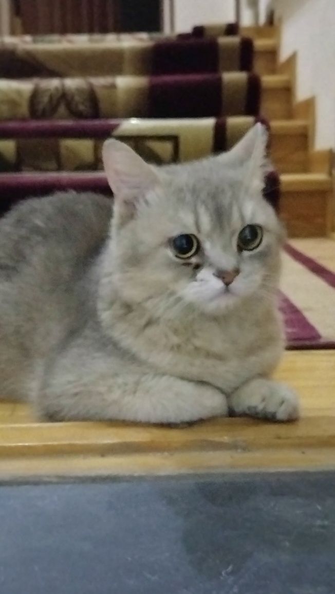 Shinshila strayt sotiladi
