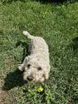 Donez caine bichon