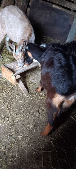 Capre metis de alpin