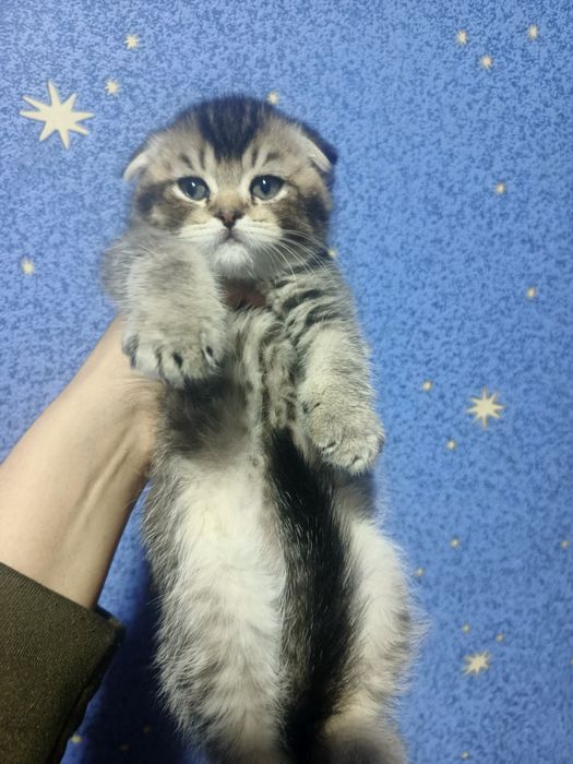 Котенок скотиш фолд
