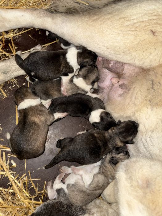 Америкаска акита кученца мъжки и женски