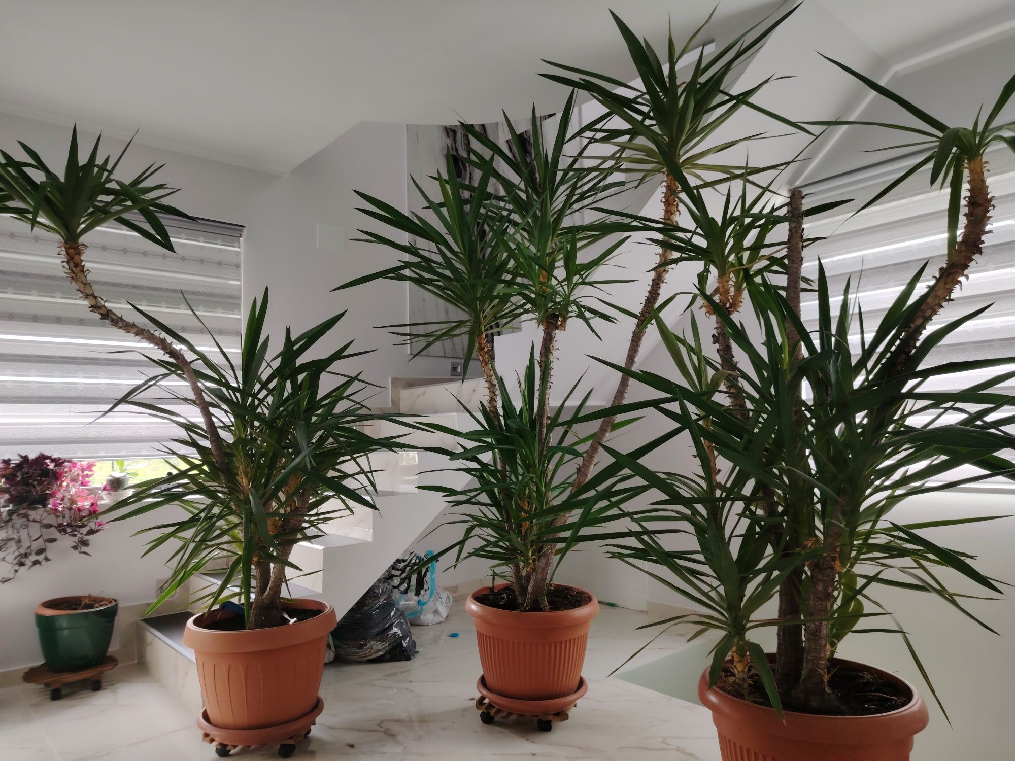 Vand plante YUCCA si palmieri