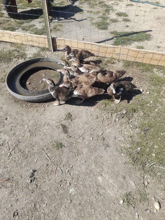 Vând bobocii de rațe leșești