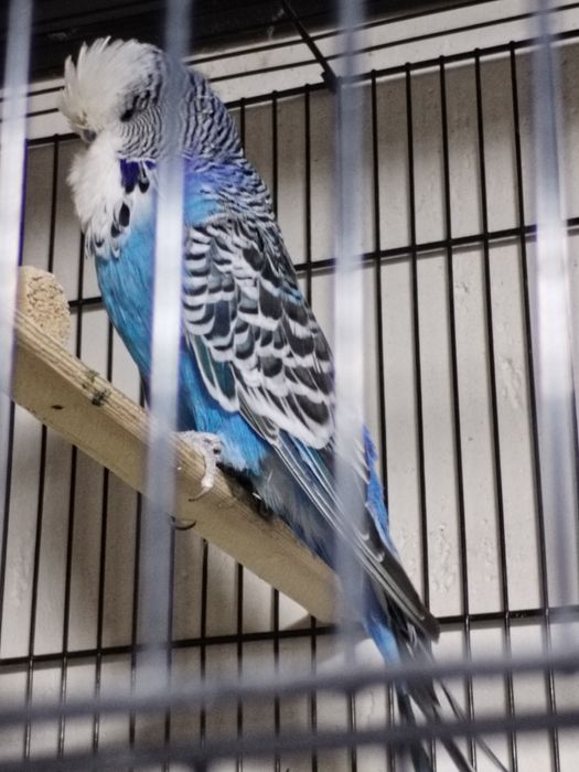 Срочно продается чисто кровный  "Андулка"купите 1 получите 2 бесплатно