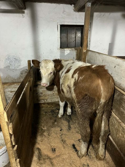 Vand vitica baltata.